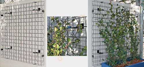 Wandbegrünung / dichtes Blattwerk - VERTIGREEN - Tournesol SITEWORKS - für den Innenraum / für Außenbereich / modular