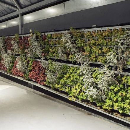 Stabilisierte Wandbegrünung - AG2 GUIMUR-FAES FARMA BILBAO - AIR GARDEN - natürlich / für den Innenraum
