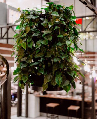 Stabilisierte Wandbegrünung - Natural Greenwalls - lebende Pflanzen / Tower / natürlich