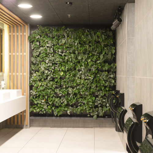 Stabilisierte Wandbegrünung - CINEMAXX - Natural Greenwalls - lebende Pflanzen / natürlich / für den Innenraum