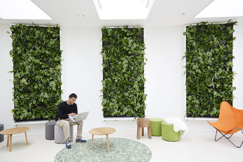 Stabilisierte Wandbegrünung - VUC ODENSE - Natural Greenwalls - lebende Pflanzen / modulare Platte / natürlich