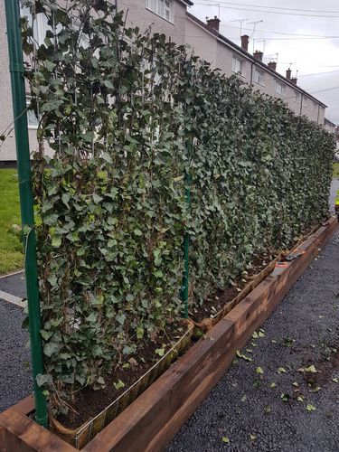 Wandbegrünung / lebende Pflanzen - GREEN SCREENS - hedera screens - natürlich / für Fassaden