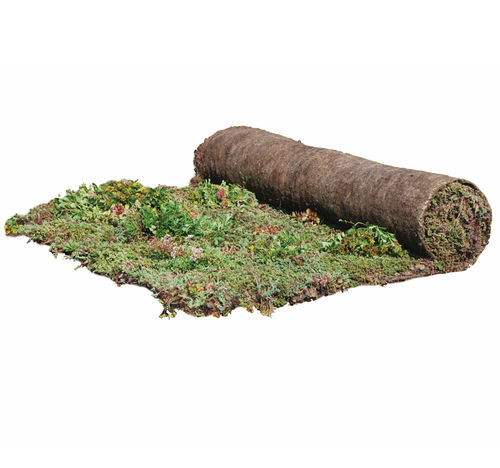 Gründach für Flachdach - SEDUM-MIX BLANKET - Urbanscape - Rollen / zur Drainage / für Regenwassermanagement