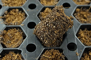 Kokosfaser-Anzuchtsubstrat - AERO NT PLUG - Grow-Tech LLC - Perlit / Schüttgut / absorbierend