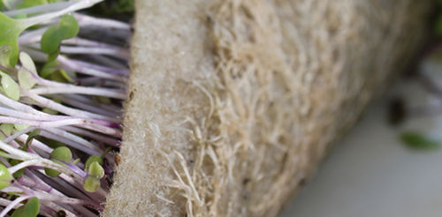 Anzuchtsubstrat / nicht angegeben - BIOSTRATE® - Grow-Tech LLC - nicht angegeben / für biologische Landwirtschaft