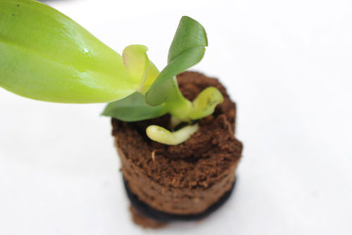 Torf-Anzuchtsubstrat - ZENPLUG™ - Grow-Tech LLC - Stopfen