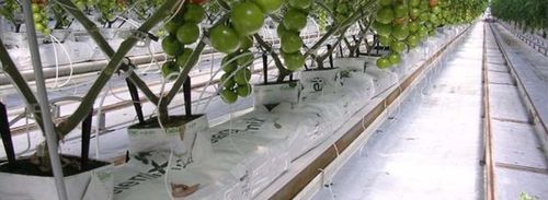 Kokosfaser-Anzuchtsubstrat - GROWBAG - Pelemix Ltd - in Säcken
