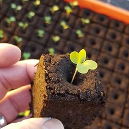 Torf-Anzuchtsubstrat - ECO GLUE - FLORAGARD Vertribs-GmbH - Schüttgut / fein