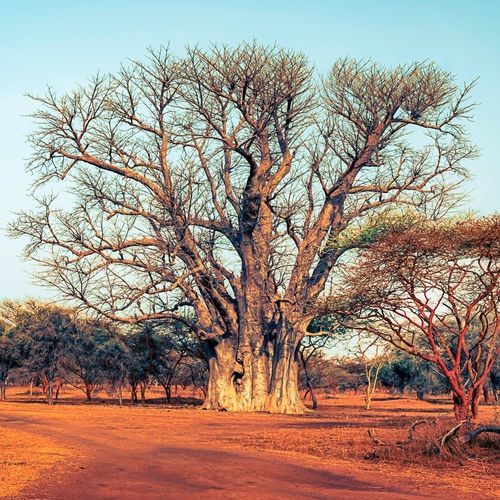 Fototapete - Afrique Baobab sacré - MuralConcept - modern / Vlies / Naturmotiv