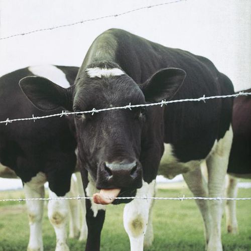 Stacheldraht - MOTTO - Betafence International