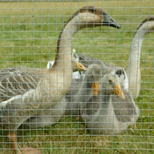 Zaun / geschweißter Maschendraht - ARAVIS - DIRICKX - für Tiergehege / galvanisiertem Stahl / modern