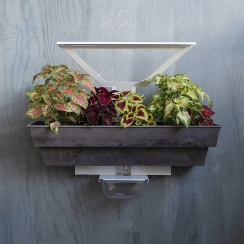 Vertikaler Garten / lebende Pflanzen - Hedera 1 - lightgreen srl - kundenspezifisch / Blumen / für den Innenraum
