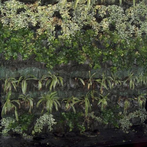 Wandbegrünung / lebende Pflanzen - VERTICAL GARDENS  - ecohousesystem - modulare Platte / natürlich / Blumen