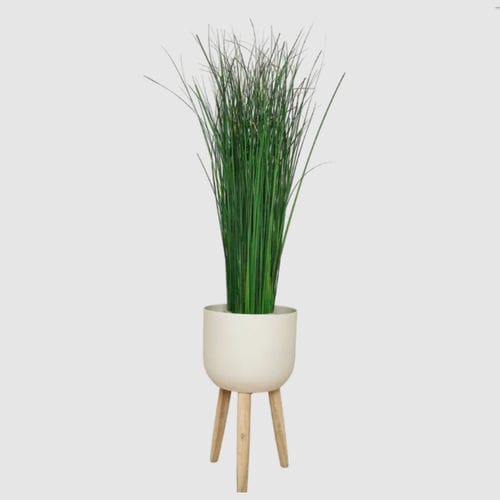 Stabilisierte Zierpflanze - GYNERIUM 100 - naturall green - mittelgroß / für den Innenraum