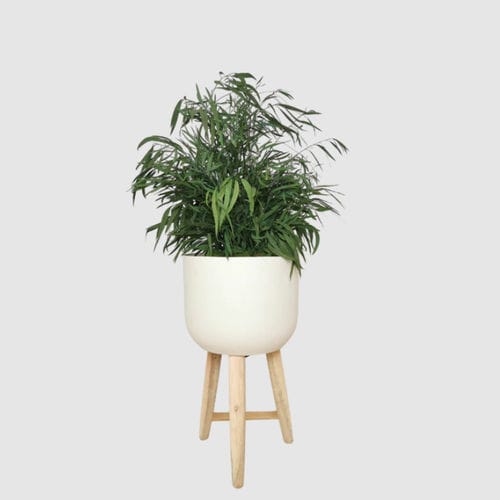 Stabilisierte Zierpflanze - NICOLY 70 - naturall green - Eukalyptus / mittelgroß / für den Innenraum