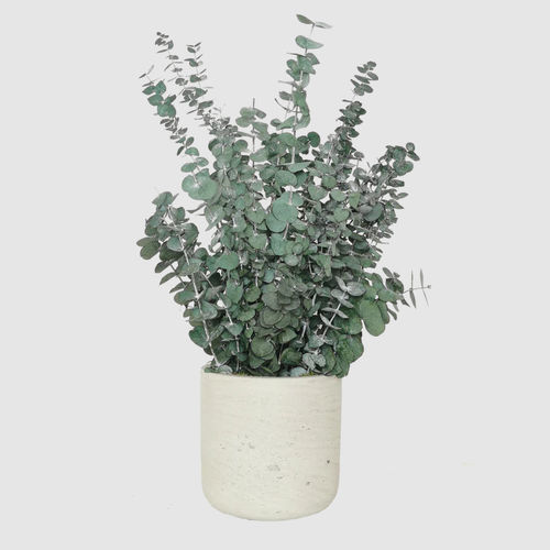 Stabilisierte Zierpflanze - BABY 30  - naturall green - Eukalyptus / kleinformatig / für den Innenraum