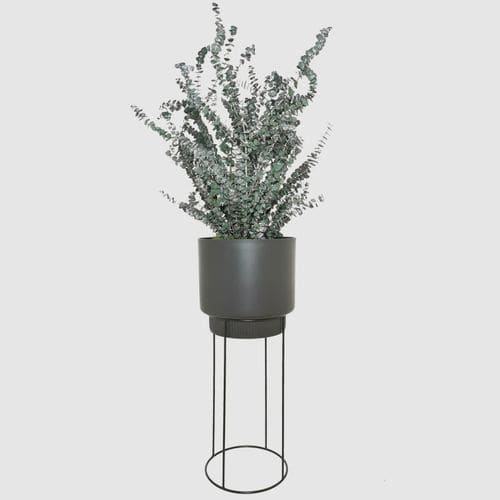 Stabilisierte Zierpflanze - BABY 70 - naturall green - Eukalyptus / mittelgroß / für den Innenraum