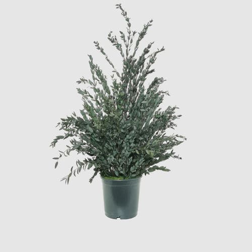 Stabilisierte Zierpflanze - PARVIFOLIA 70 - naturall green - Eukalyptus / mittelgroß / für den Innenraum