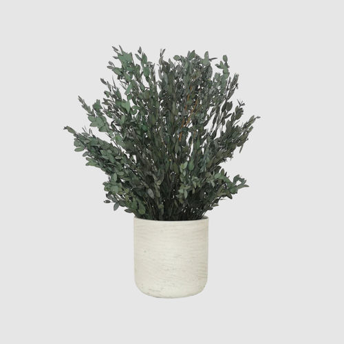 Stabilisierte Zierpflanze - PARVIFOLIA 30 - naturall green - Eukalyptus / kleinformatig / für den Innenraum