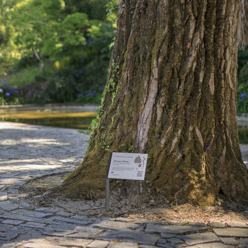 Botanisches Schild - FRAME - Floema - für Außenbereich / festinstalliert / galvanisiertem Stahl