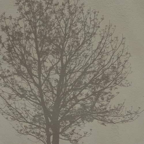 Moderne Tapete - A Tree - SPAGHETTIWALL - Zellulosefaser / Vlies / Naturmotiv