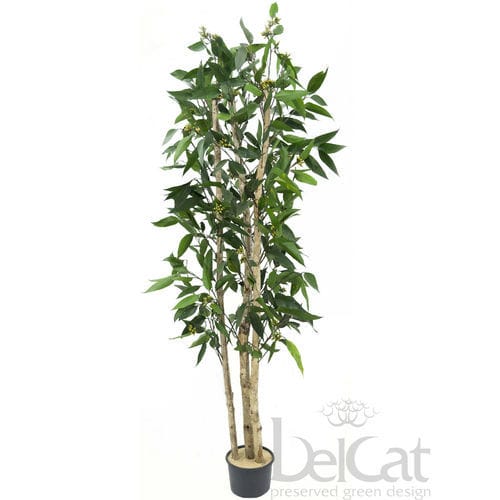 Stabilisierte Zierpflanze - ROBUSTA - Belcat Bt. - Eukalyptus / für den Innenbereich