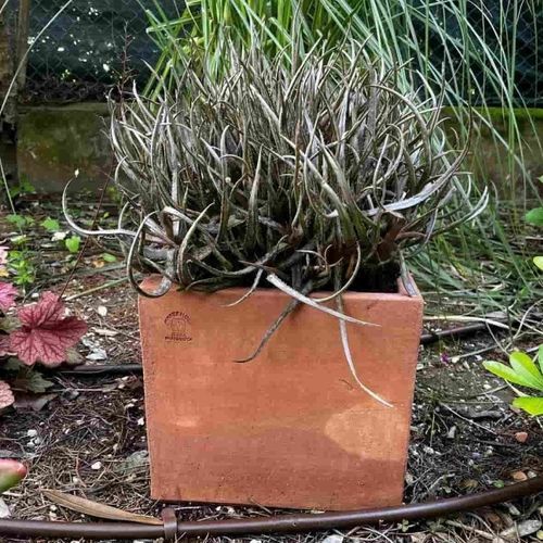 Terrakotta-Pflanzkübel - Liscio Impruneta - cestenoli srl - quadratisch / handgefertigt / modern