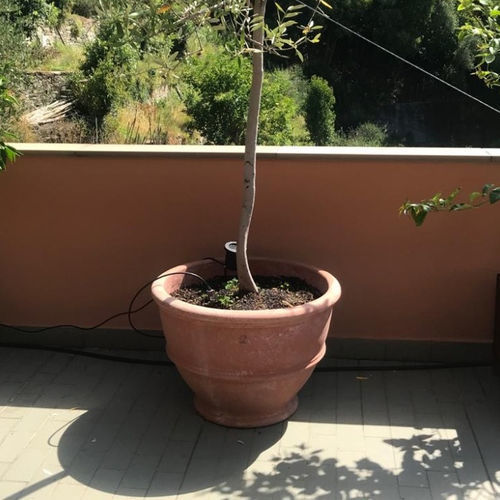 Terrakotta-Pflanzgefäß - con Piede Largo - cestenoli srl - rund / für Privatgebrauch