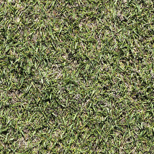 Naturrasen - Zoysia L1F - Novogreen - Rollen / für Sportplätze / für Garten