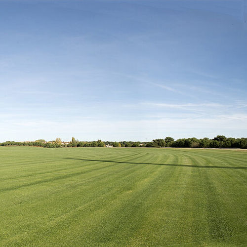 Naturrasen - Bermuda ultradwarf Miniverde P18 - Novogreen - Rollen / für Sportplätze / hochqualitativ