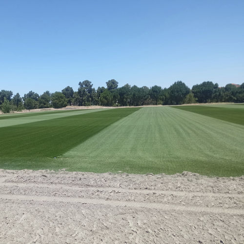 Naturrasen - NOVOGRASS H-22 (Hybrid) - Novogreen - Rollen / für Fußballfeld / zur Drainage
