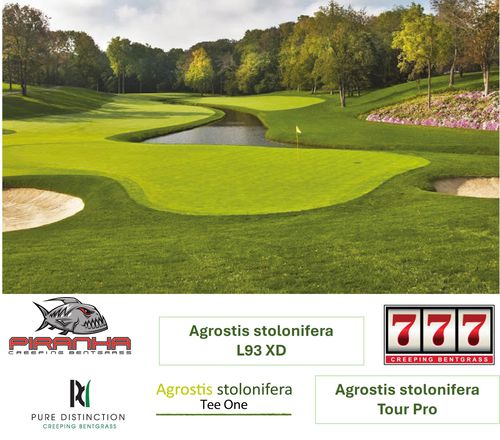 Naturrasen - AGROSTIS ad-hoc - Novogreen - Rollen / für Sportplätze / für Golfplatz