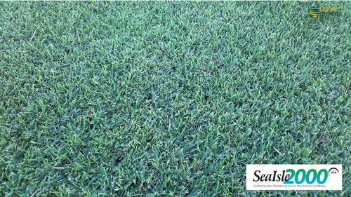 Naturrasen - Paspalum Sealsle 2000 - Novogreen - Rollen / für Sportplätze / für Garten