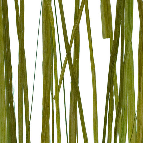 Dekorplatte für Innenausbau - SEAWEED - Lumicor - Harz / glatt / lichtdurchlässig