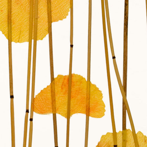 Paneel für Innenausbau - GINKGO REED - Lumicor - Harz / glatt / lichtdurchlässig