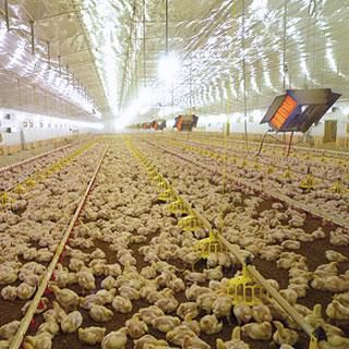 Wandheizstrahler - POULTRY - SBM - deckenmontiert / Gas / für Gewerbegebrauch