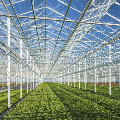 Sonnenschutzglasscheibe - HORTIGROW&trade; 94 - PILKINGTON - Akustik / VSG / ESG Glas