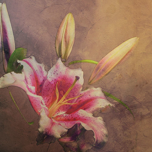 Moderne Tapete - AMARYLLIS - Tonin Casa - Blumenmotiv / braun / für Wohnbereich