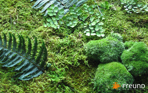 Stabilisierte Wandbegrünung - GREENWOOD - WALD MOOS / FOREST MOSS / MOUSSE DE FOR&Ecirc;T - Freund GmbH - für den Innenraum