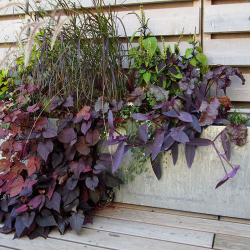 Zink-Pflanzkübel -  JARDINIERE TERRASSE - Tonton Zingueur - rechteckig / maßgefertigt / modulierbar
