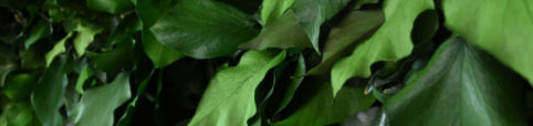 Stabilisierte Wandbegrünung - SURFACE IVY - meamea - kundenspezifisch / Polster Moos / Flechte