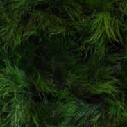 Stabilisierte Wandbegrünung - SURFACE TIKI-GRASS - meamea - modulare Platte / natürlich / für den Innenraum