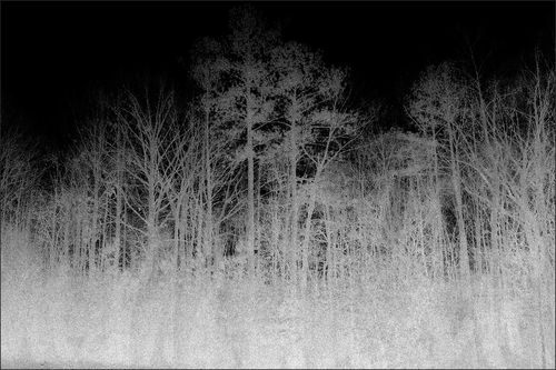 Moderner Teppich - BLAIRWITCH 1  - VIDAME EDITIONS - Motiv / Polyamid / rechteckig