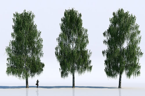 2D/3D Objektbibliothek - TREES - VizPeople Cut Out people