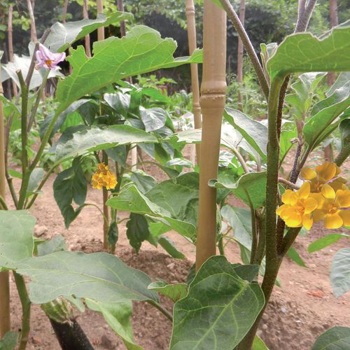 Kunststoff-Pflanzenstütze - BAMBOO UP - Tenax UK Ltd  - Pfahl / für den Landwirtschaftsbedarf