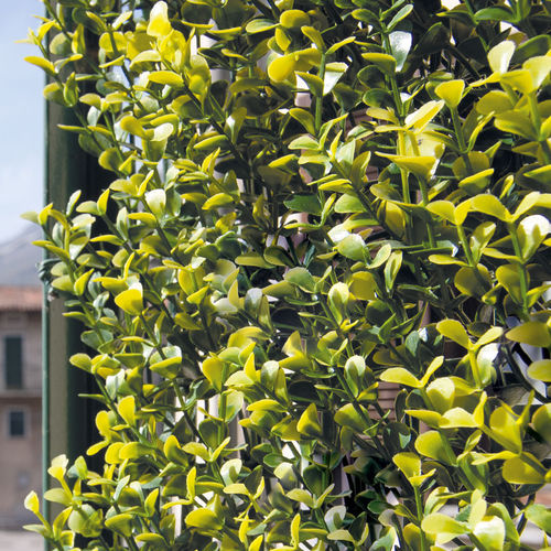 Platten-Sichtschutz - DIVY BUXUS - Tenax UK Ltd  - Polyethylen / modular / 3D