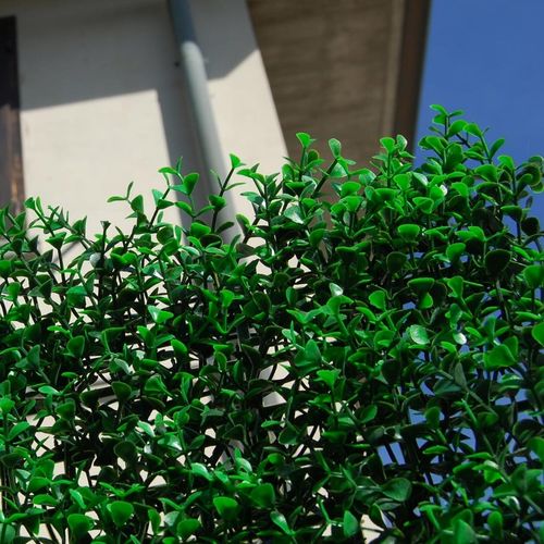 Platten-Sichtschutz - DIVY BUXUS INTENSE - Tenax UK Ltd  - Polyethylen / modular / 3D