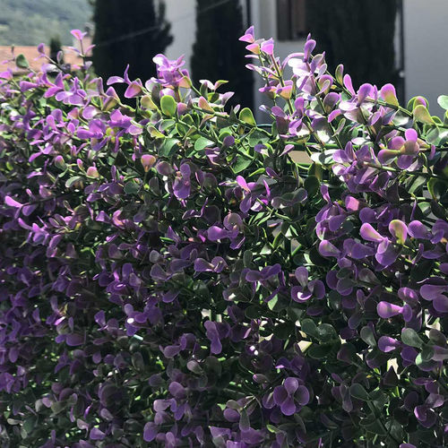 Platten-Sichtschutz - DIVY BUXUS LILAC - Tenax UK Ltd  - Polyethylen / modular / 3D