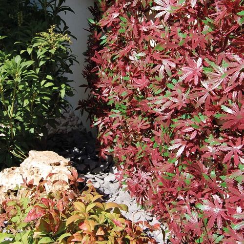 Platten-Sichtschutz - DIVY X-TENS RED ACER - Tenax UK Ltd  - Polyethylen / modular / 3D