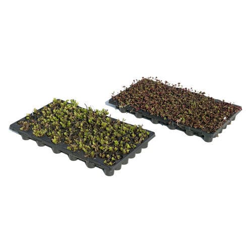 Bauset für Gründächer / Kunststoff - I.D.® PLUG PLANTS   - LE PRIEURE - extensiv
